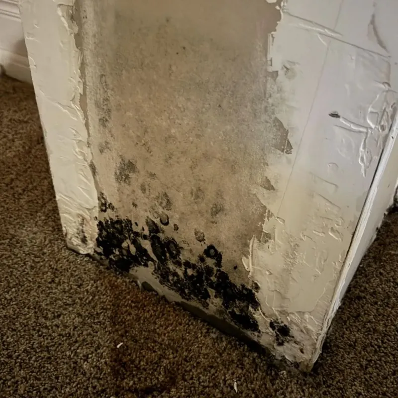 Professional Mold Removal in Drumright, OK